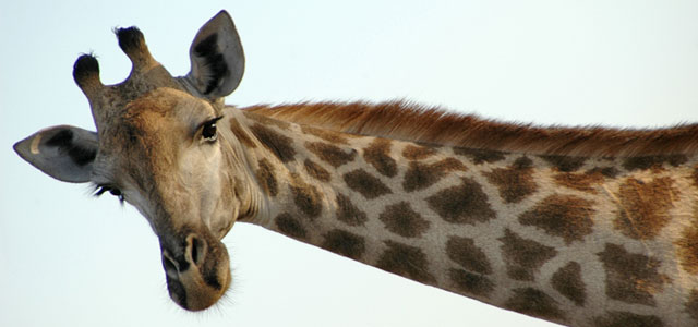 animals in entertainment zoo giraffe