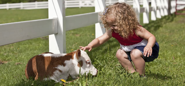 little girl and calf