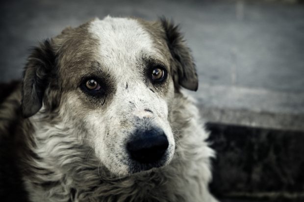 Sad dog iStock_000011589690Small