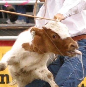 calf ropingcrop