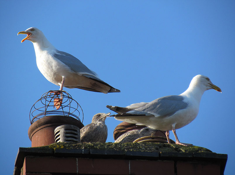 seagulls nesting