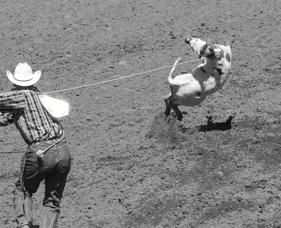 B&W Stampede calf roping