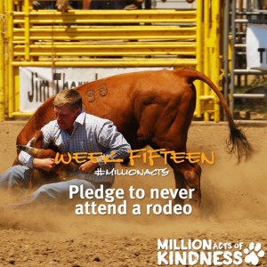 BC SPCA pledge on rodeos
