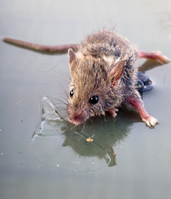 Mouse in glue trap