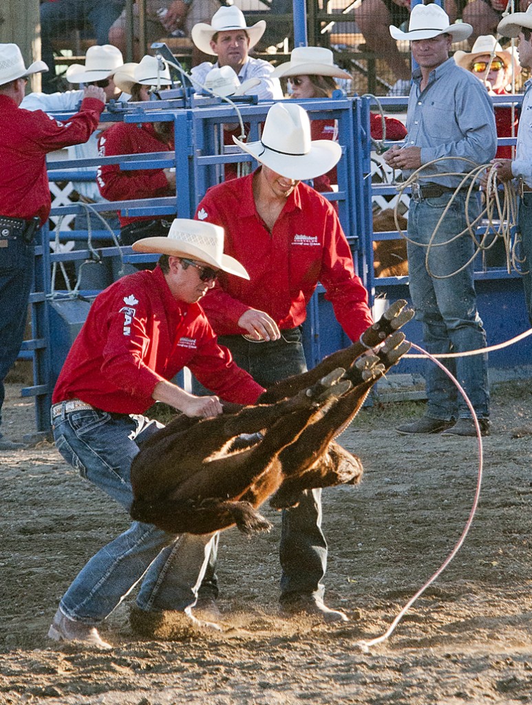 073115 - Abbotsford, BC Chung Chow photo 2015 Agrifair Rodeo in Abbotsford. Calf roping. Red shirts were responsible for releasing the tied down calves.