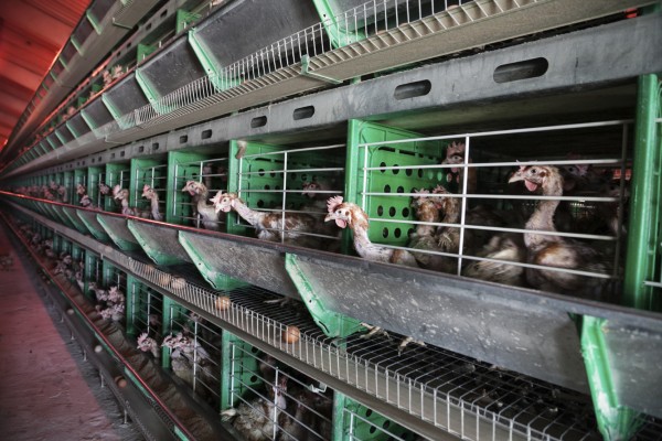 enrichedcageiStock_000033264914_Medium