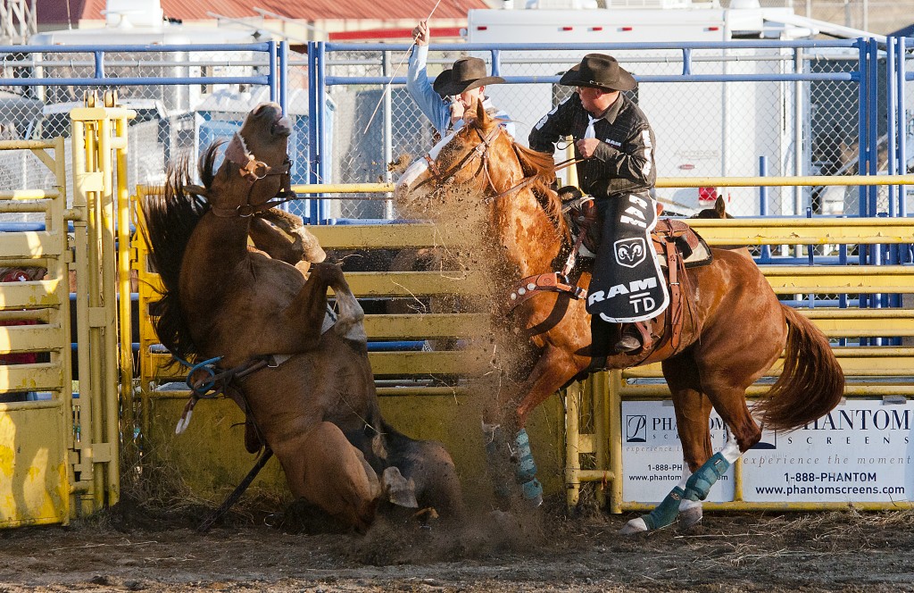073115 - Abbotsford, BC Chung Chow photo 2015 Agrifair Rodeo in Abbotsford. Bronco riding Bronco refused to get up until motivated by the cowboy behind the fence.