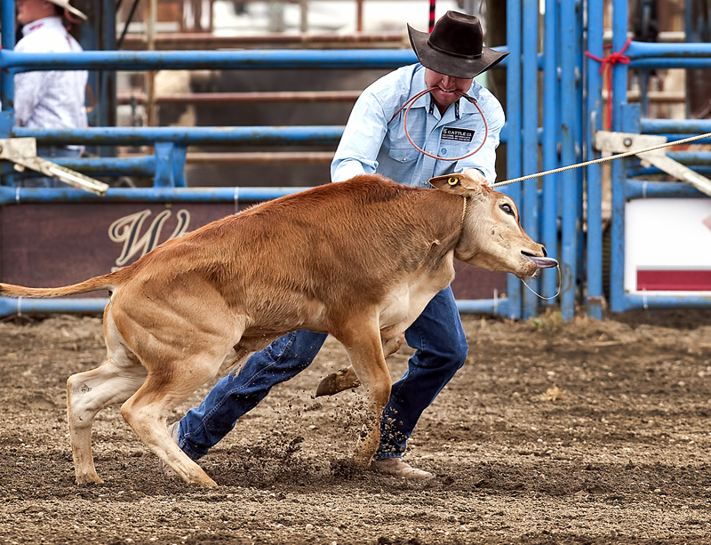 080716 - Chilliwack, BC Chung Chow photo Chilliwack Rodeo Calf roping