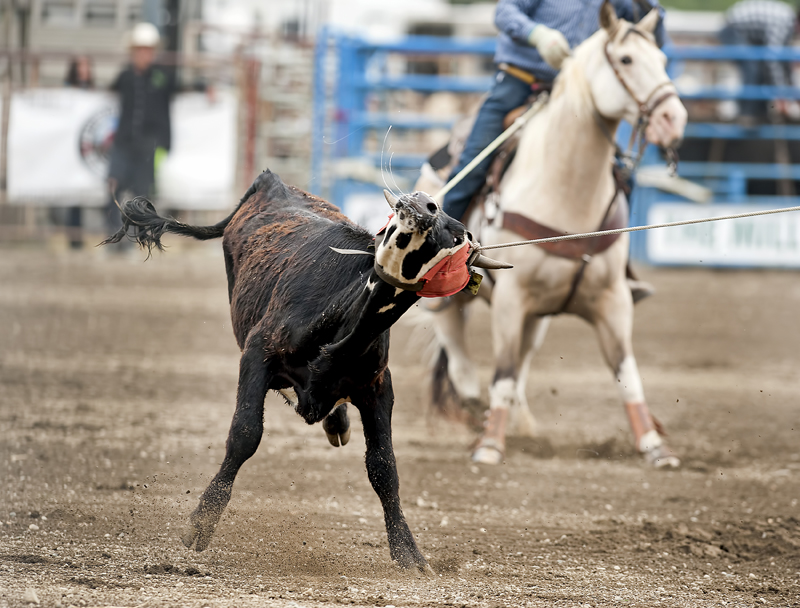 Chilliwack Rodeo - Sunday
