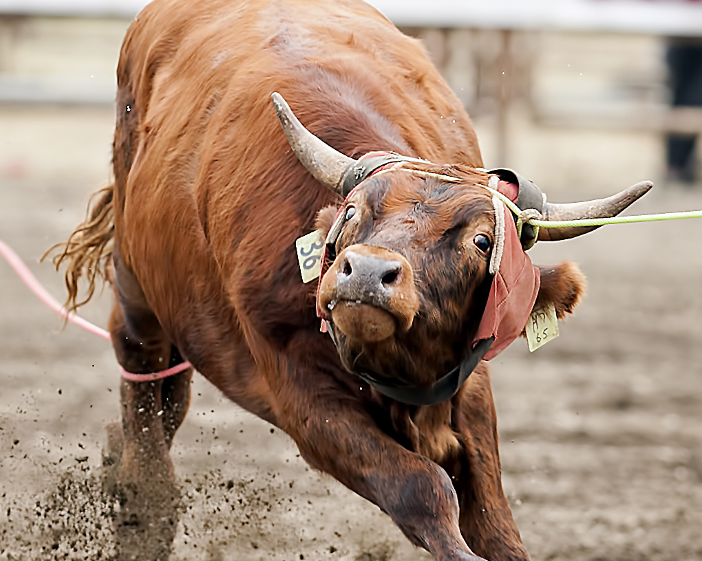 Chilliwack Rodeo - Sunday