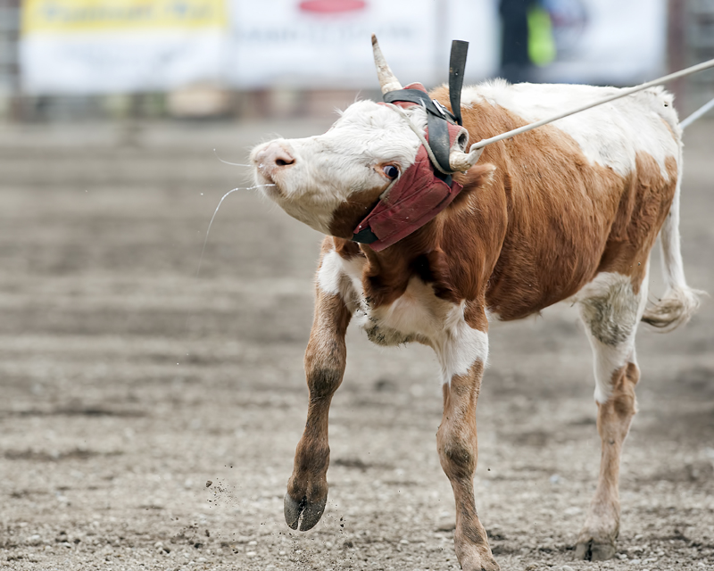 Chilliwack Rodeo - Sunday