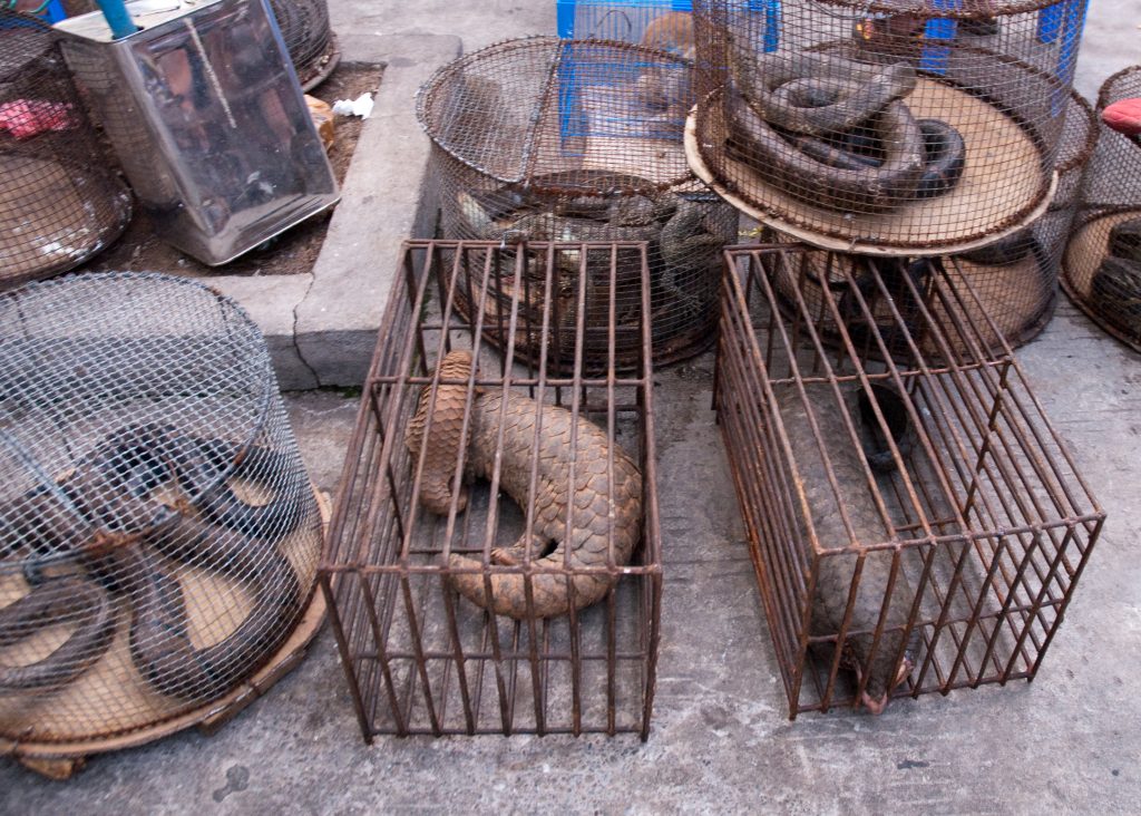 Ask the BC government to do more to combat the cruel and dangerous wildlife trade